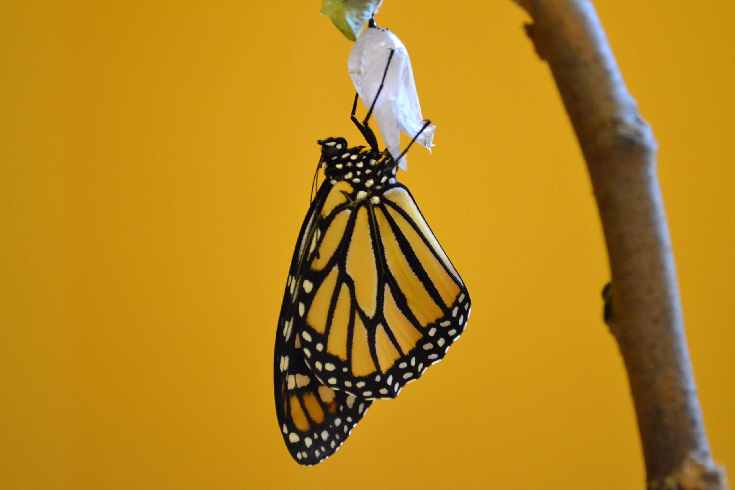 Individuation: The Central Concept of Jung’s Psychology