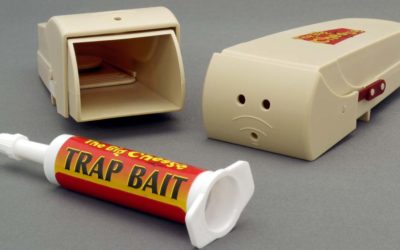 DUPED: What Makes Us Gullible?