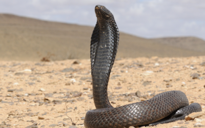 POISON: Toxic or Transformative?