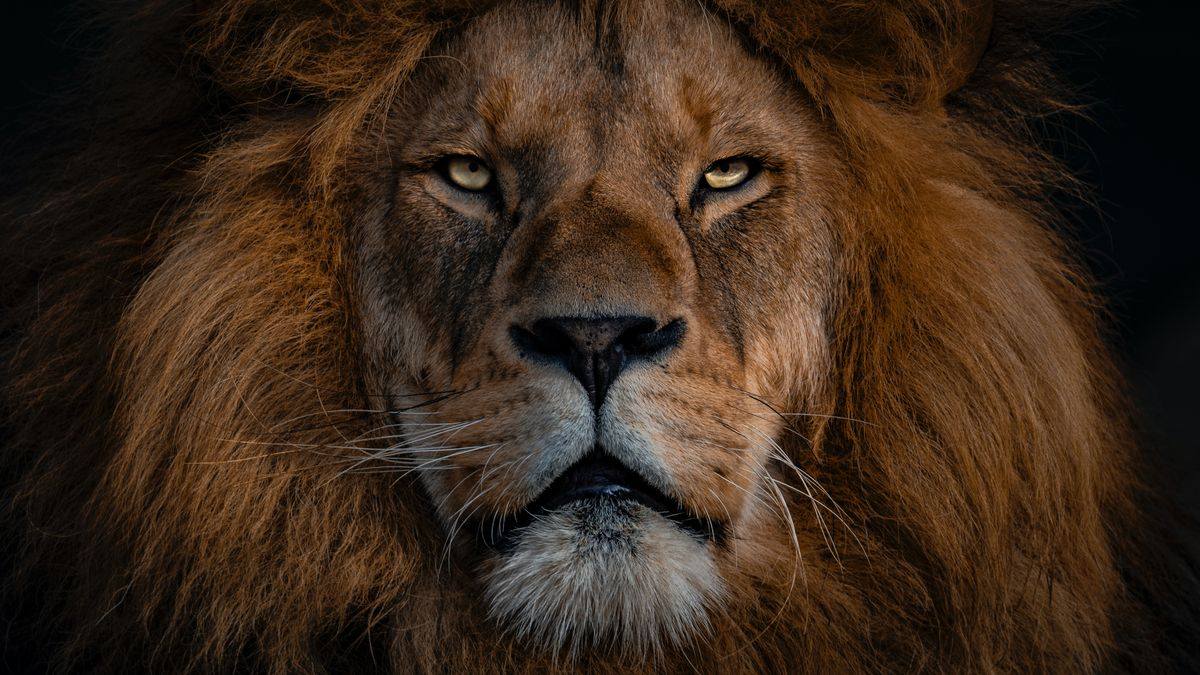Eating the Lion